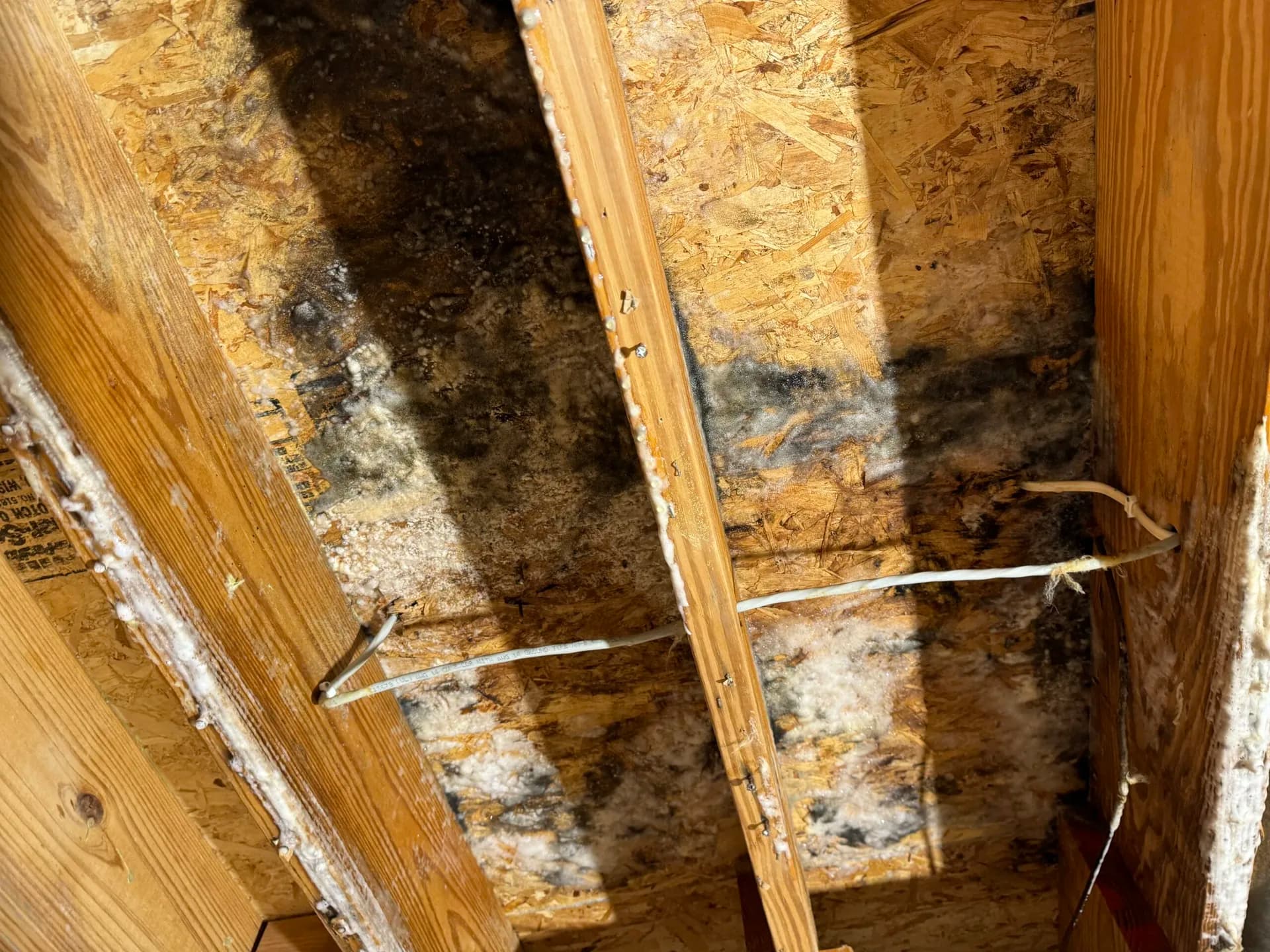 Mold remediation and assessment in progress